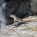 lizzard_anole_provo_h_0009_tci0498.jpg